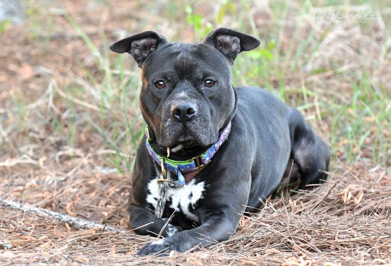 Enlarge Fulton #22518, a ADOPTABLE mixed breed in Monroe, GA image 5/6