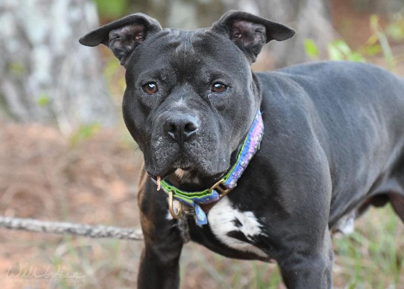 Enlarge Fulton #22518, a ADOPTABLE mixed breed in Monroe, GA image 4/6