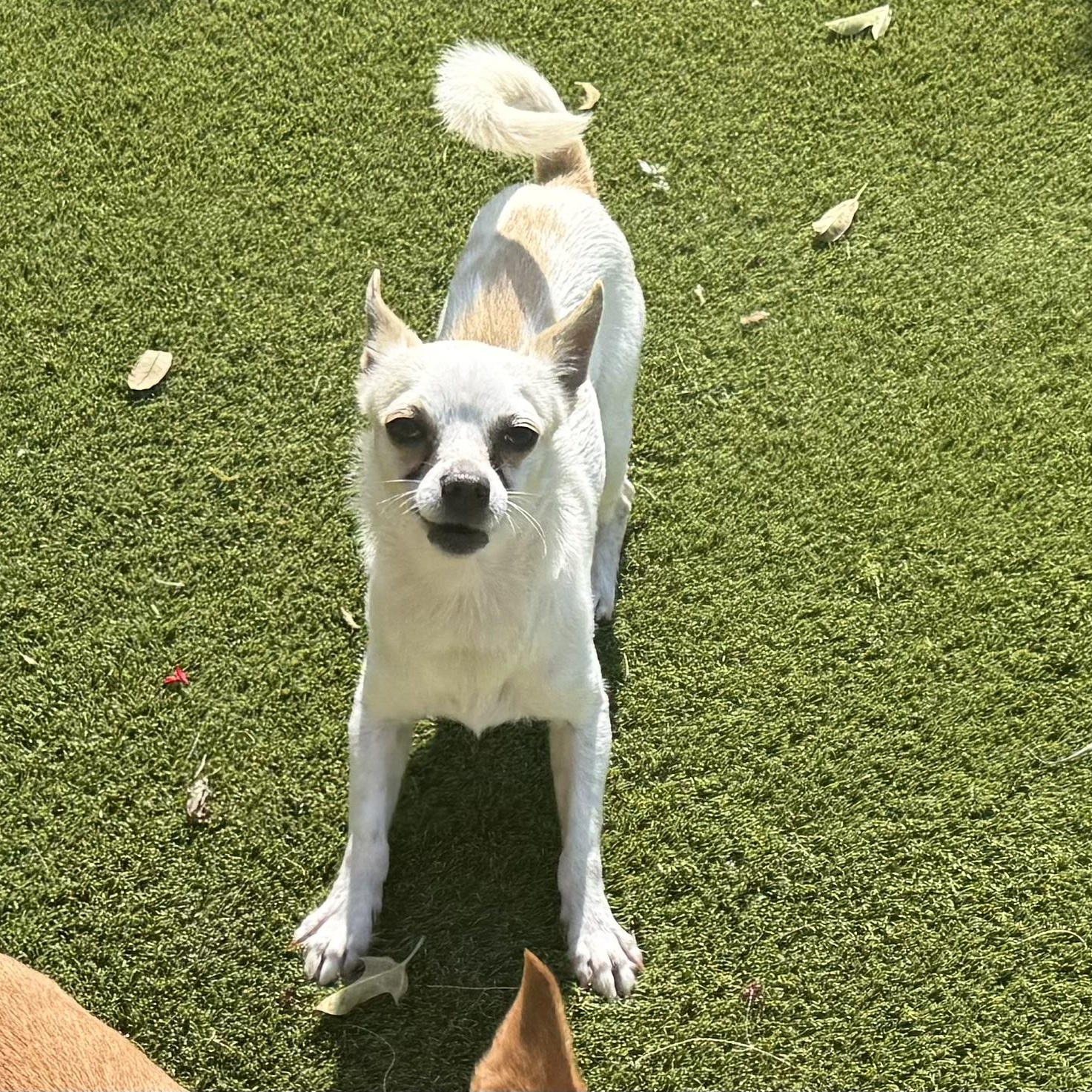 Enlarge Tito, a ADOPTABLE mixed breed in Bradenton, FL image 1/4