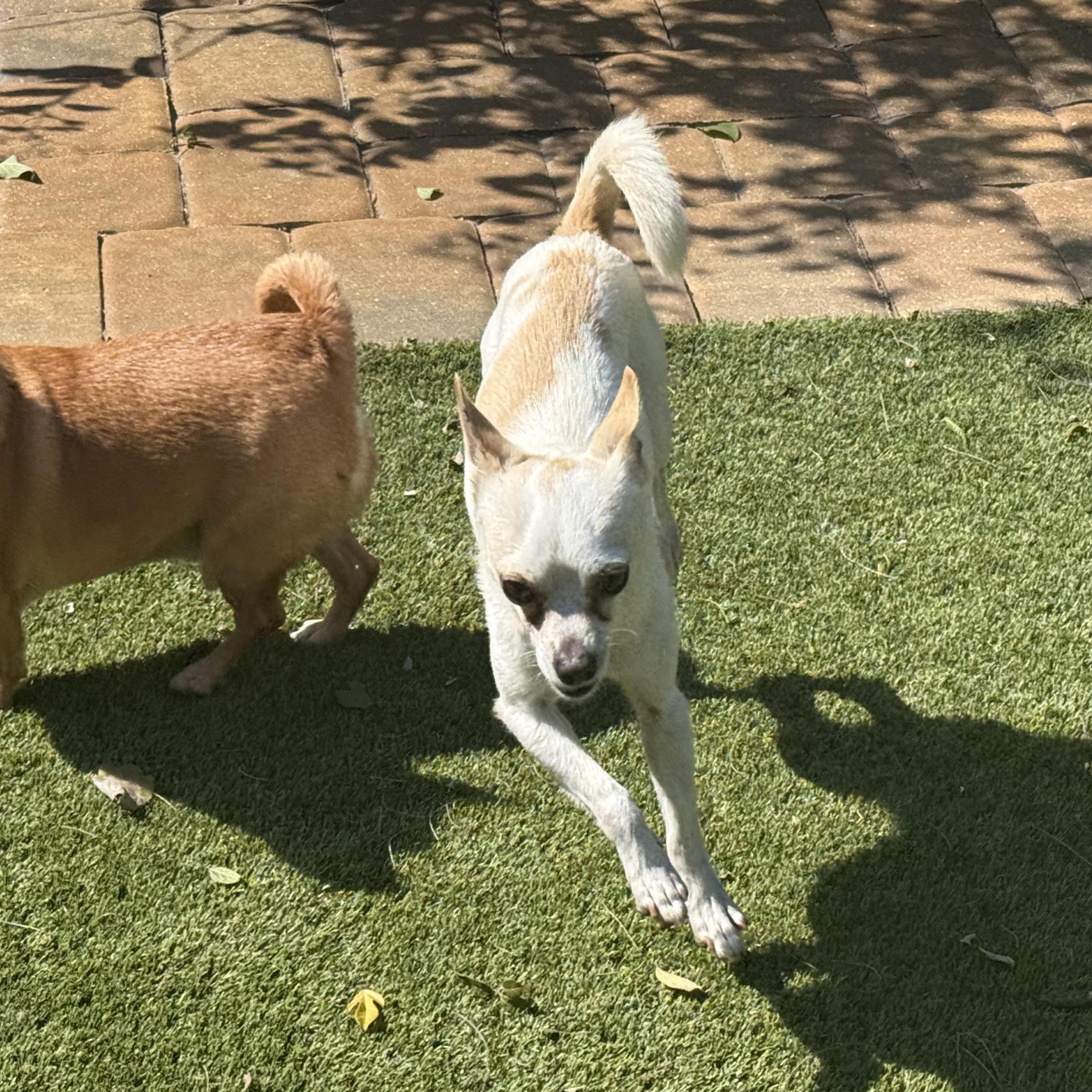 Enlarge Tito, a ADOPTABLE mixed breed in Bradenton, FL image 3/4