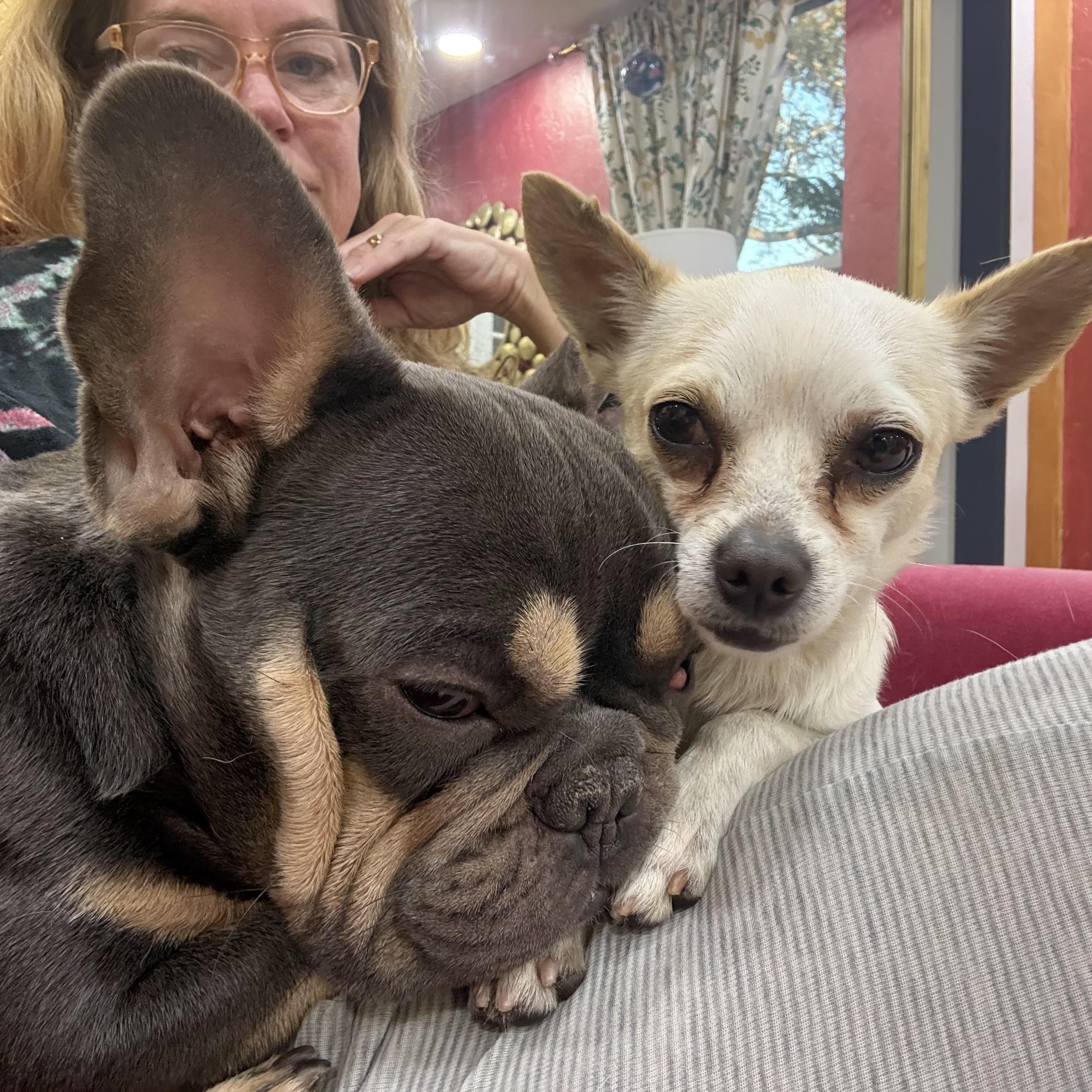 Enlarge Tito, a ADOPTABLE mixed breed in Bradenton, FL image 4/4