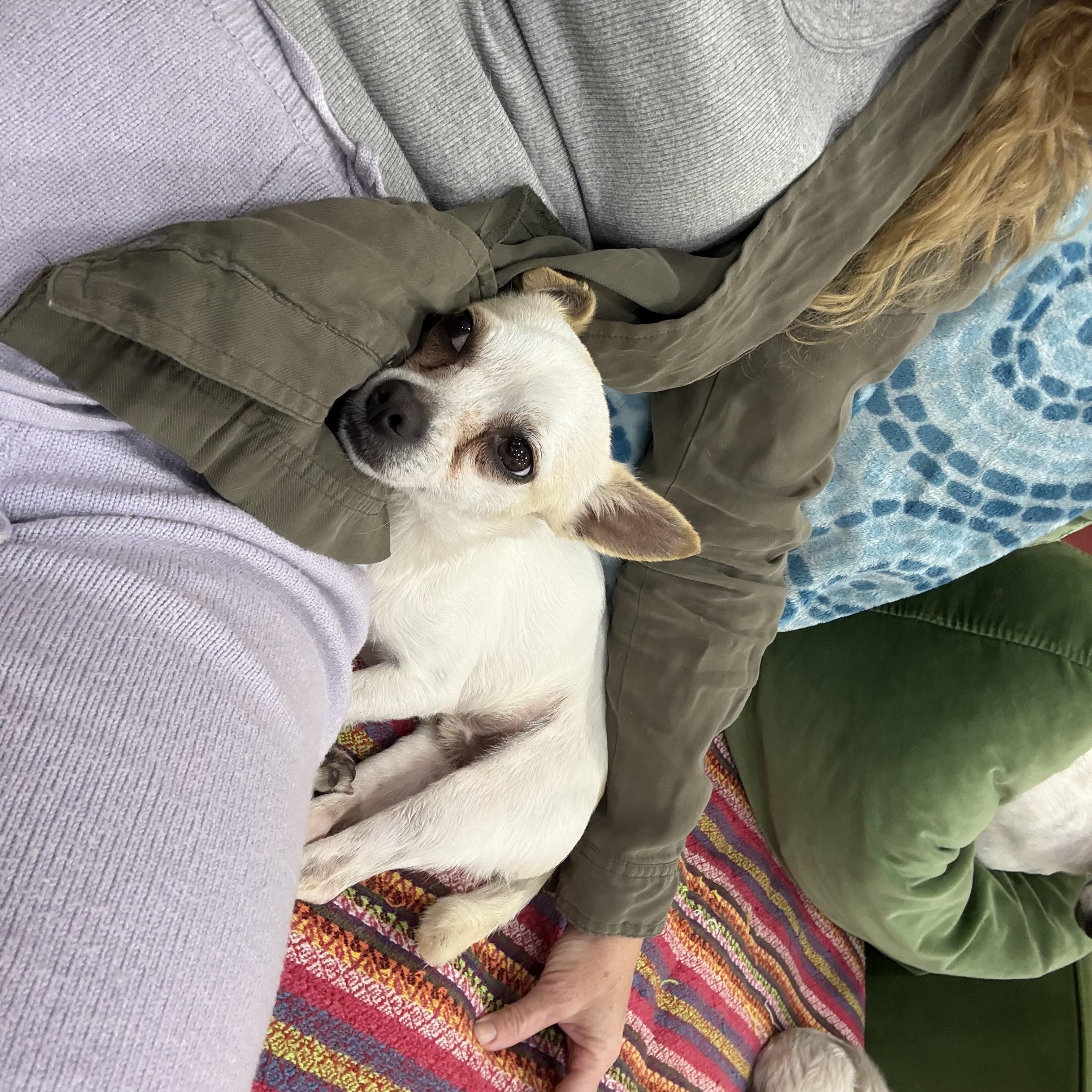 Enlarge Tito, a ADOPTABLE mixed breed in Bradenton, FL image 2/4