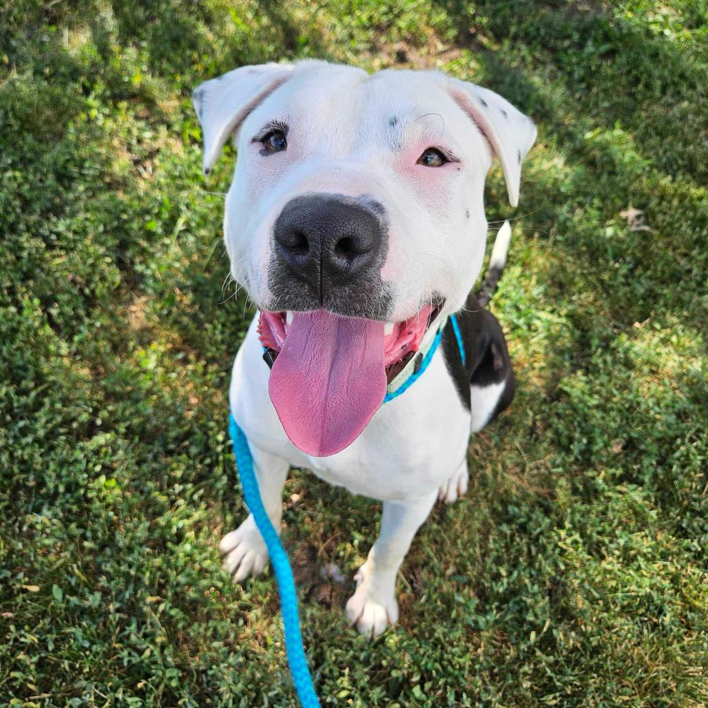 PEZ Candy, a Adoptable Mixed Breed in Davenport, IA image 1/3