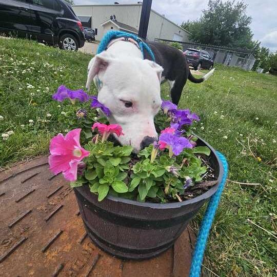 PEZ Candy, a Adoptable Mixed Breed in Davenport, IA image 2/3