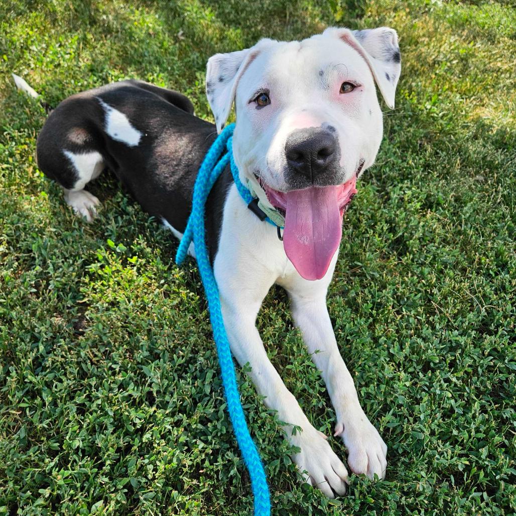 PEZ Candy, a Adoptable Mixed Breed in Davenport, IA image 3/3