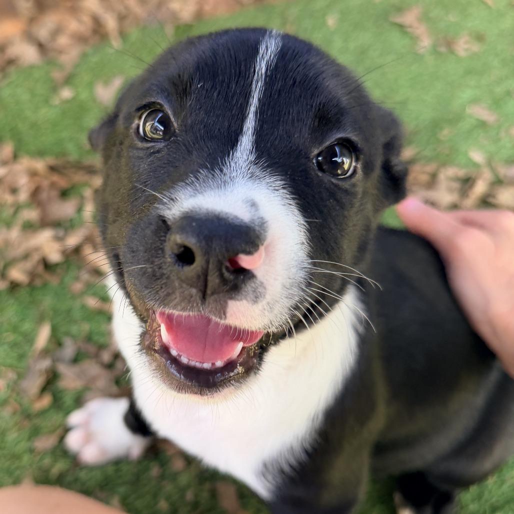 Enlarge Lachlan (in PA), a Adoptable mixed breed in Shoemakersville, PA image 2/6