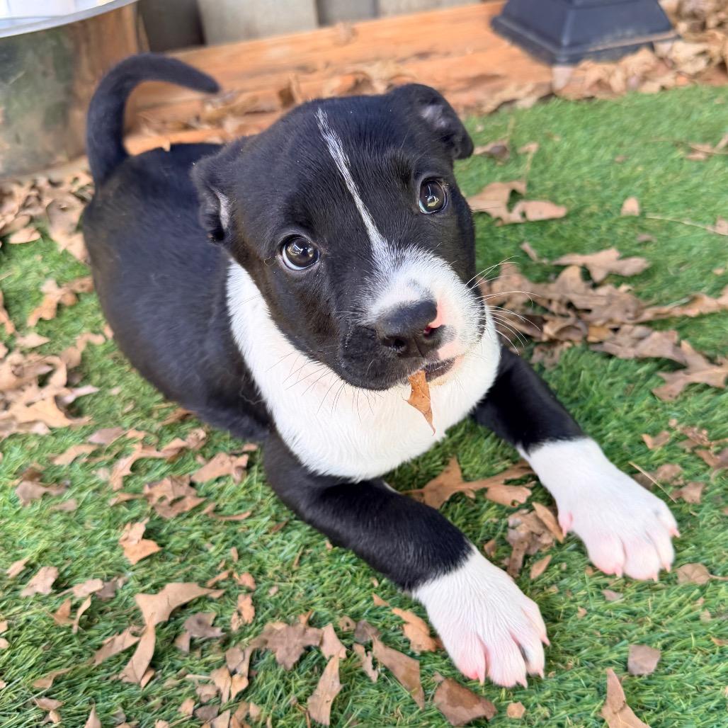 Enlarge Lachlan (in PA), a Adoptable mixed breed in Shoemakersville, PA image 3/6