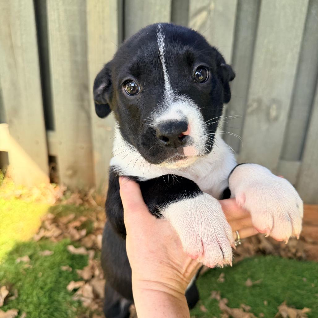 Enlarge Lachlan (in PA), a Adoptable mixed breed in Shoemakersville, PA image 4/6