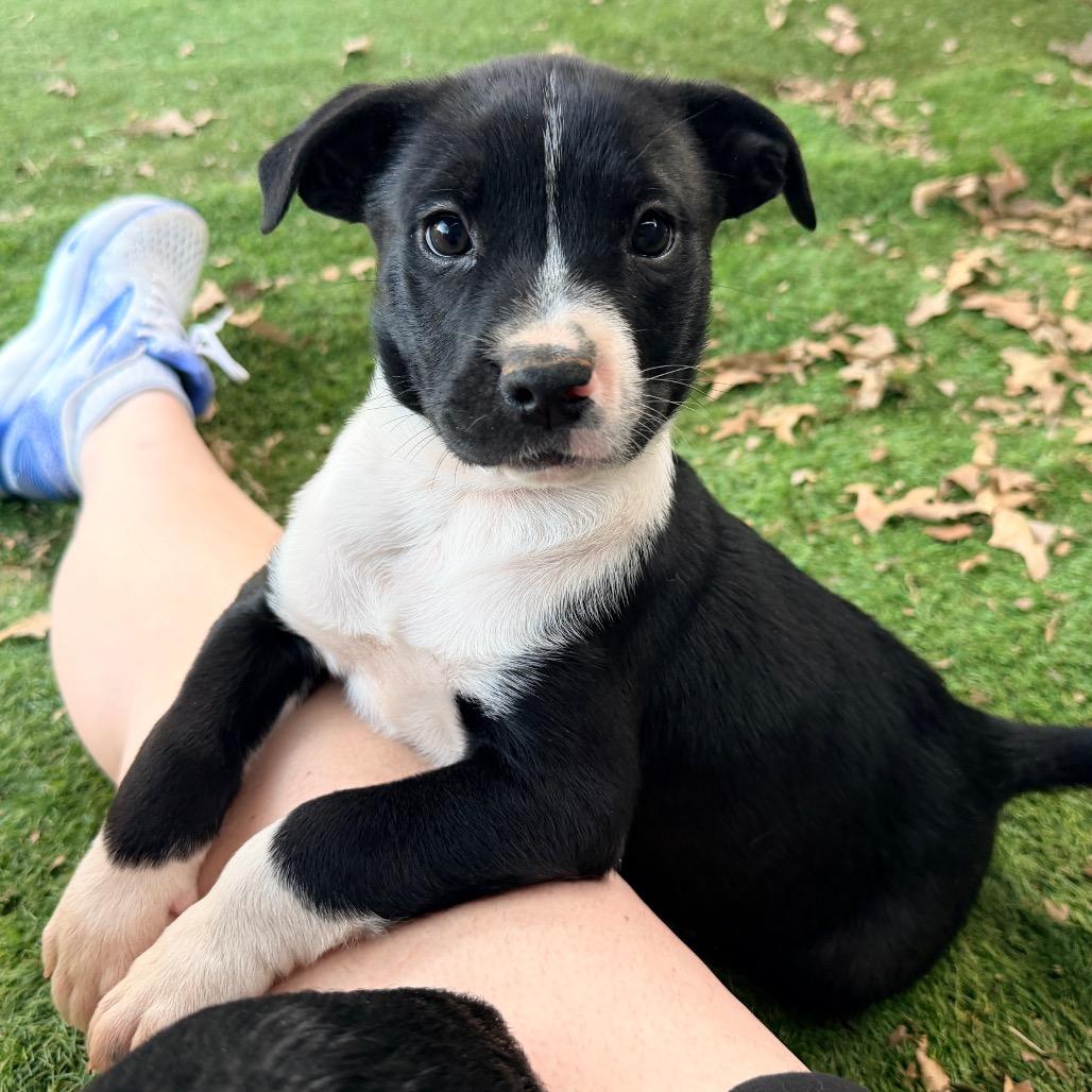 Enlarge Lachlan (in PA), a Adoptable mixed breed in Shoemakersville, PA image 5/6