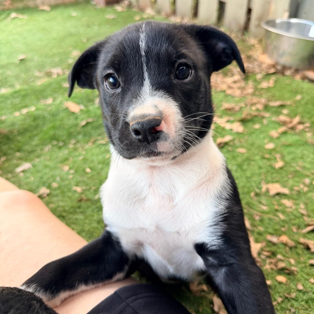 Enlarge Lachlan (in PA), a Adoptable mixed breed in Shoemakersville, PA image 6/6