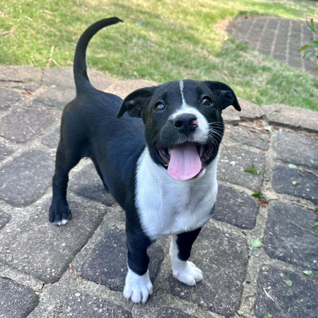 Enlarge Lachlan (in PA), a Adoptable mixed breed in Shoemakersville, PA image 1/6
