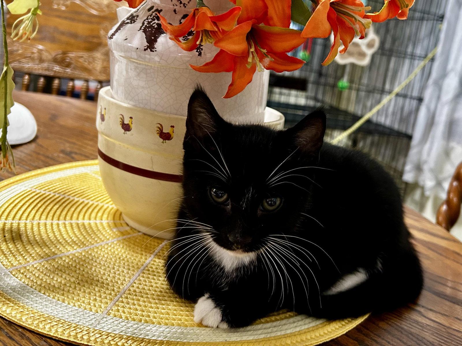 Sully or Sylvester/kk, Adopted, Young Male Tuxedo & Domestic Short Hair.
