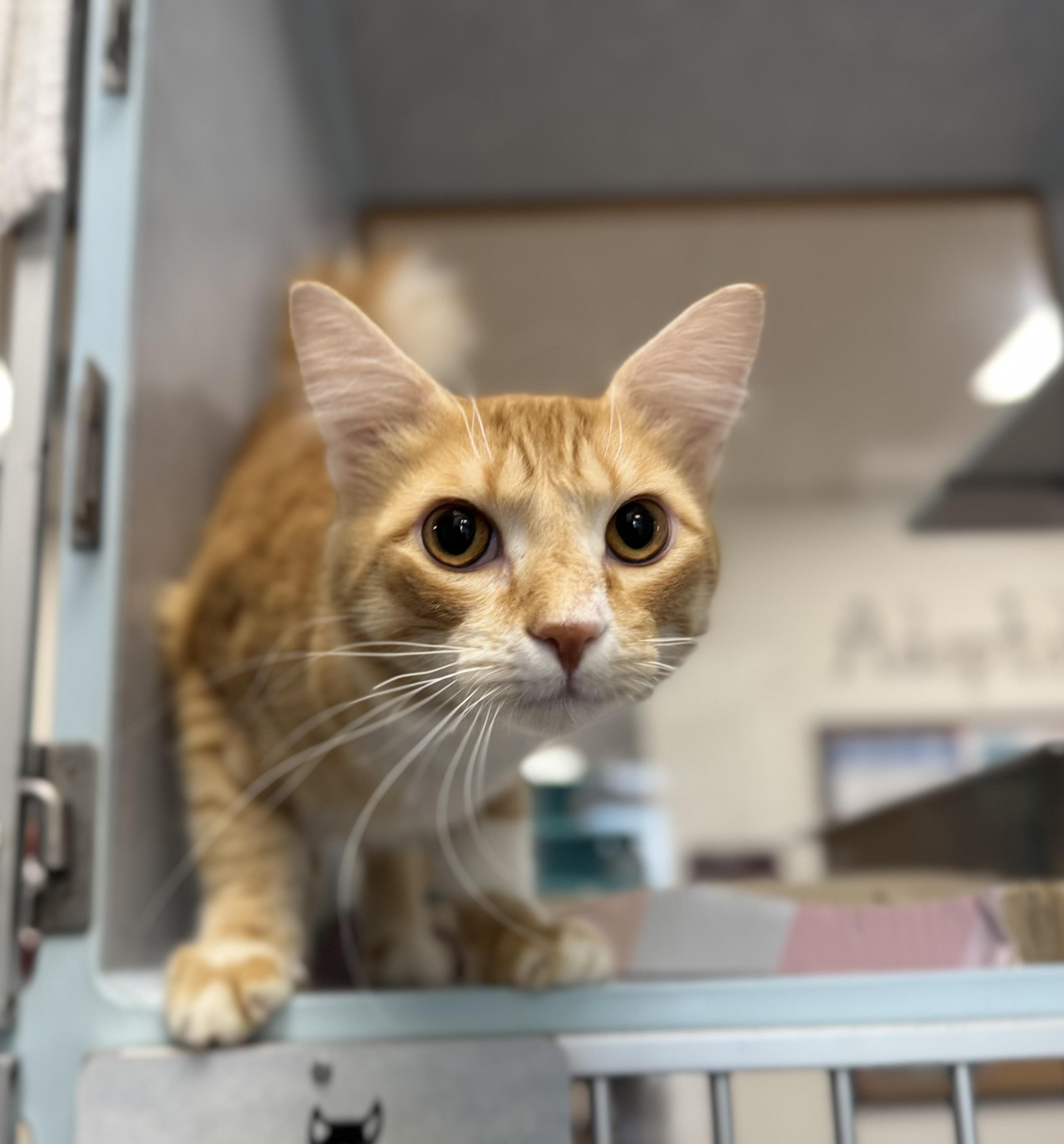 Stanley, a ADOPTABLE Domestic Short Hair in Eagle, CO image 1/3