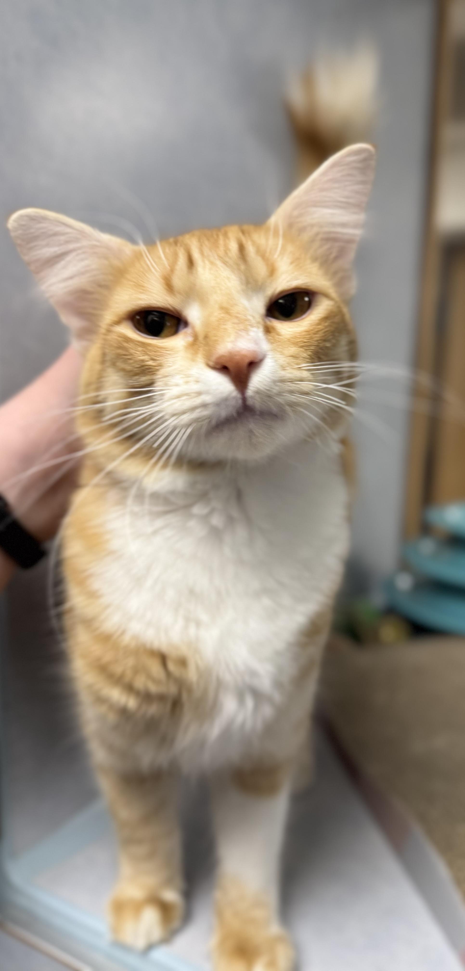 Stanley, a ADOPTABLE Domestic Short Hair in Eagle, CO image 2/3