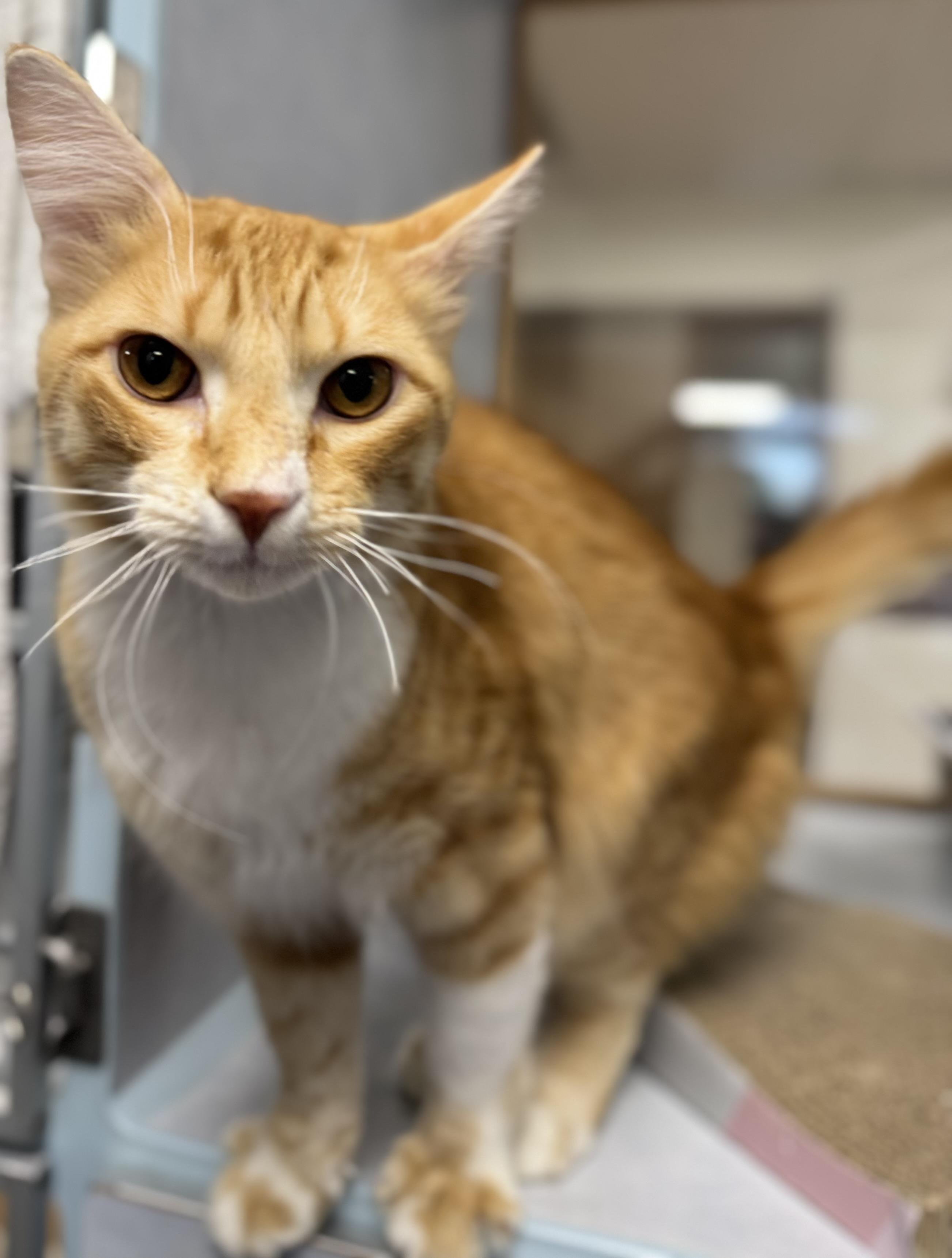 Stanley, a ADOPTABLE Domestic Short Hair in Eagle, CO image 3/3