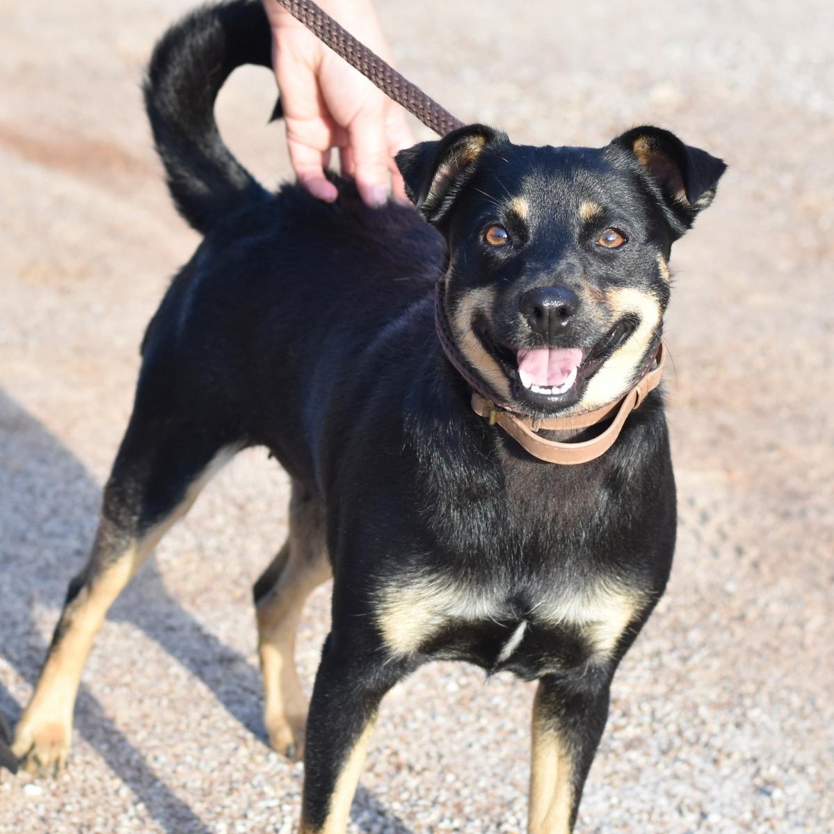 Enlarge Izzy, a Adopted mixed breed in Strasburg, VA image 3/3