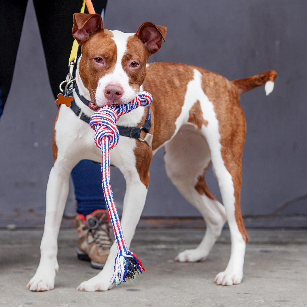 Hoops, Adoptable, Senior Female Terrier.