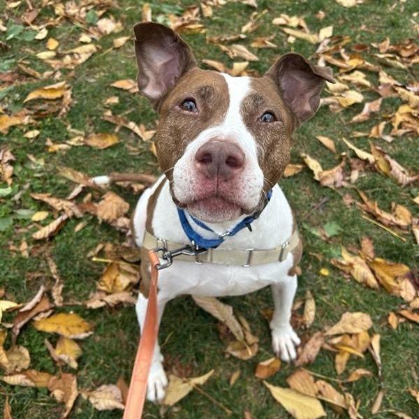 Enlarge Hoops, a Adoptable mixed breed in New York, NY image 2/6