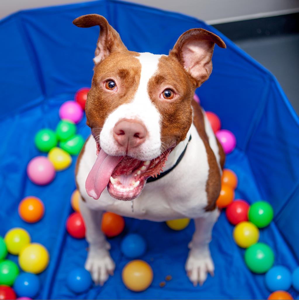 Enlarge Hoops, a Adoptable mixed breed in New York, NY image 3/6