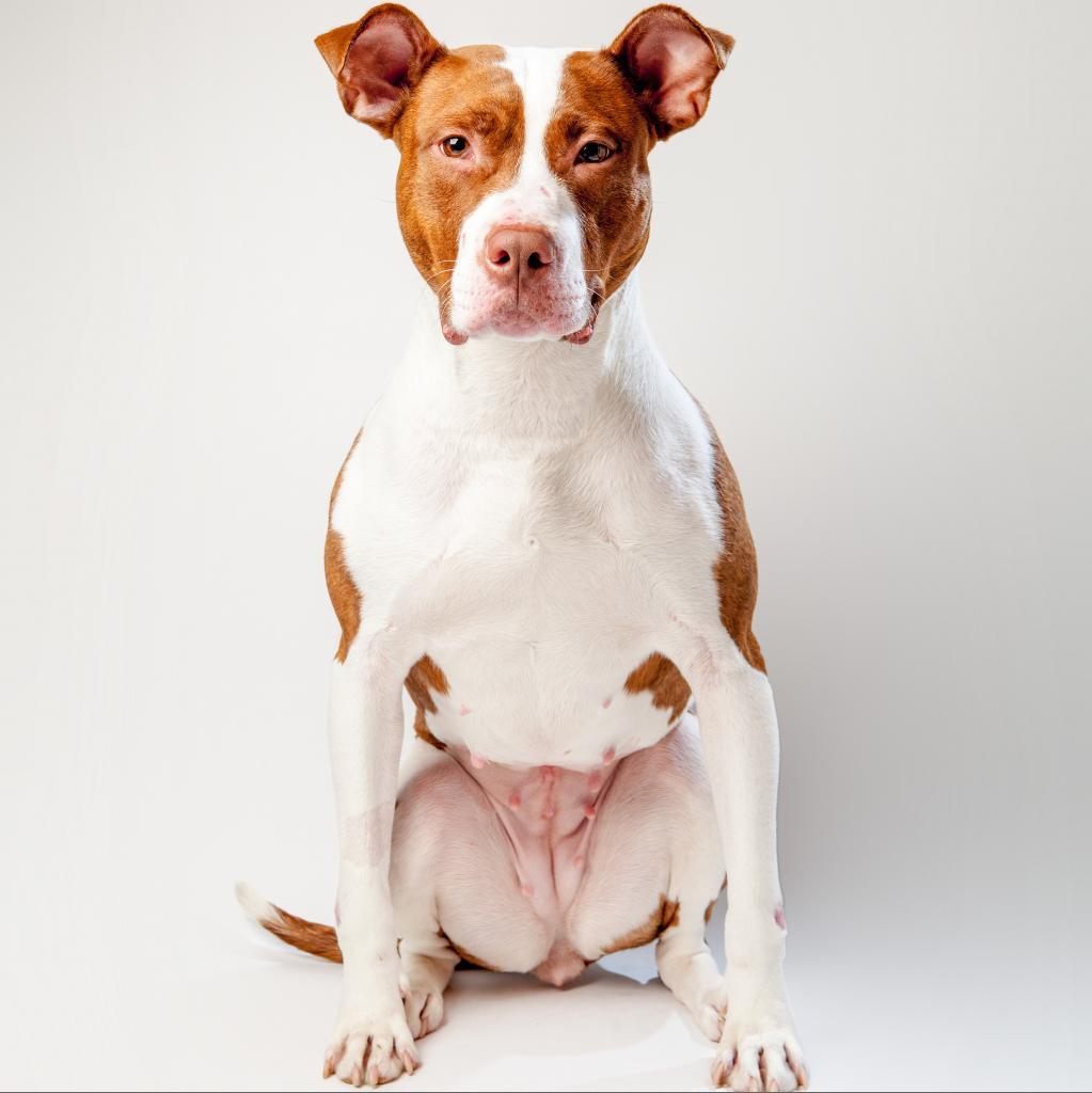 Enlarge Hoops, a Adoptable mixed breed in New York, NY image 4/6