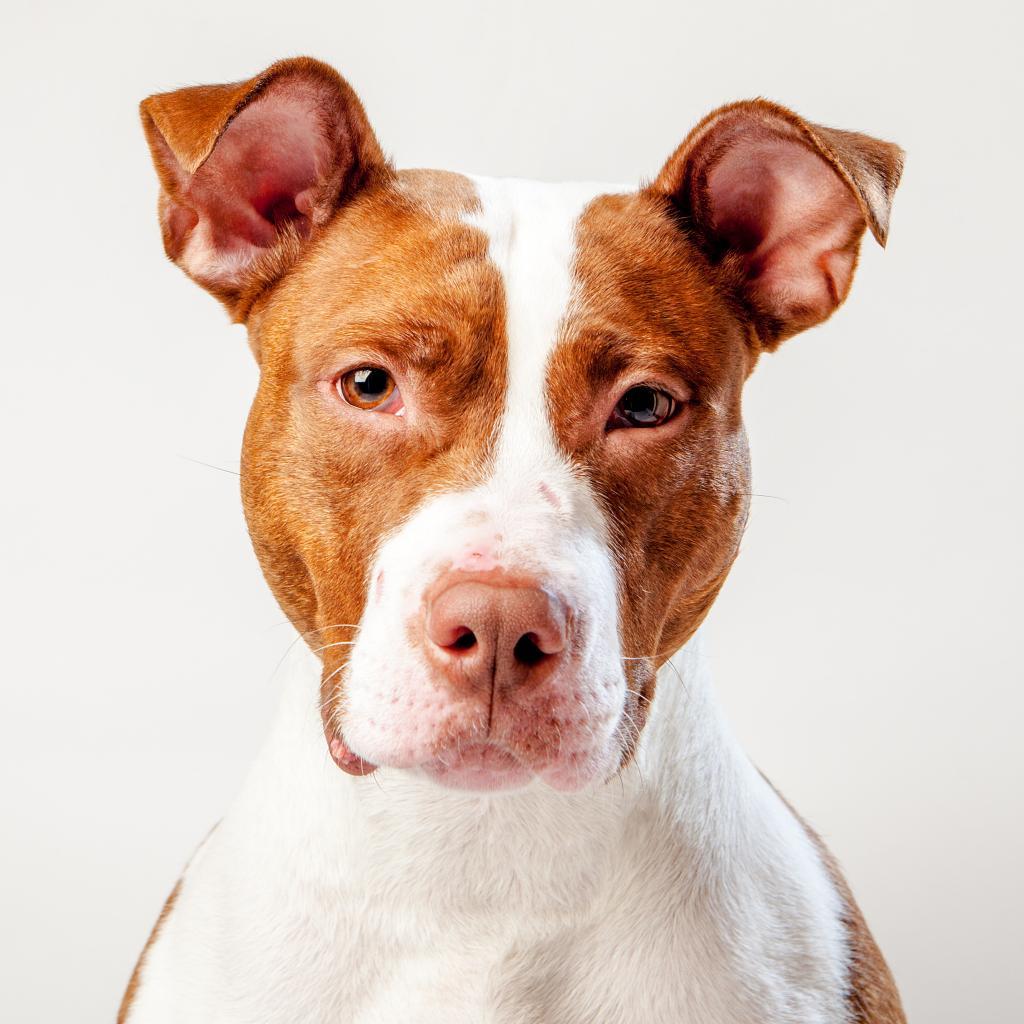 Enlarge Hoops, a Adoptable mixed breed in New York, NY image 5/6