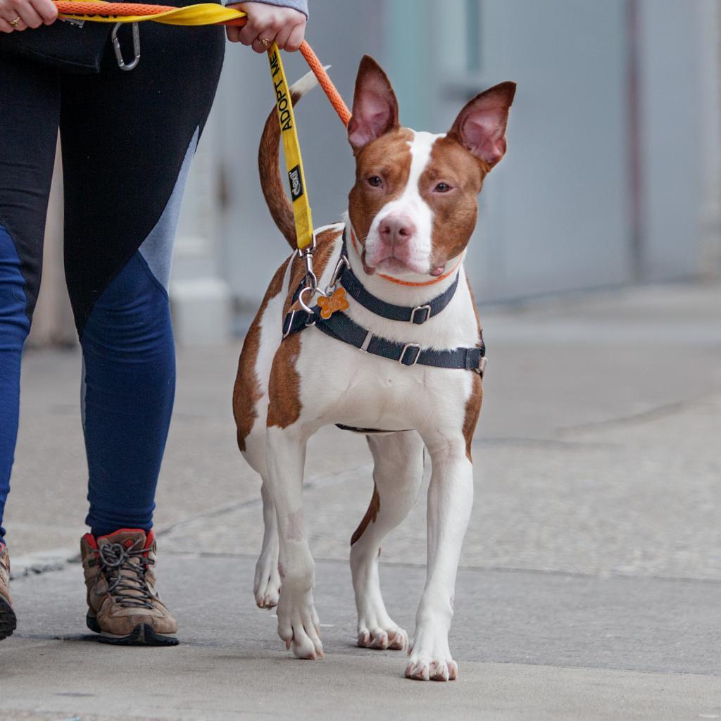 Enlarge Hoops, a Adoptable mixed breed in New York, NY image 6/6