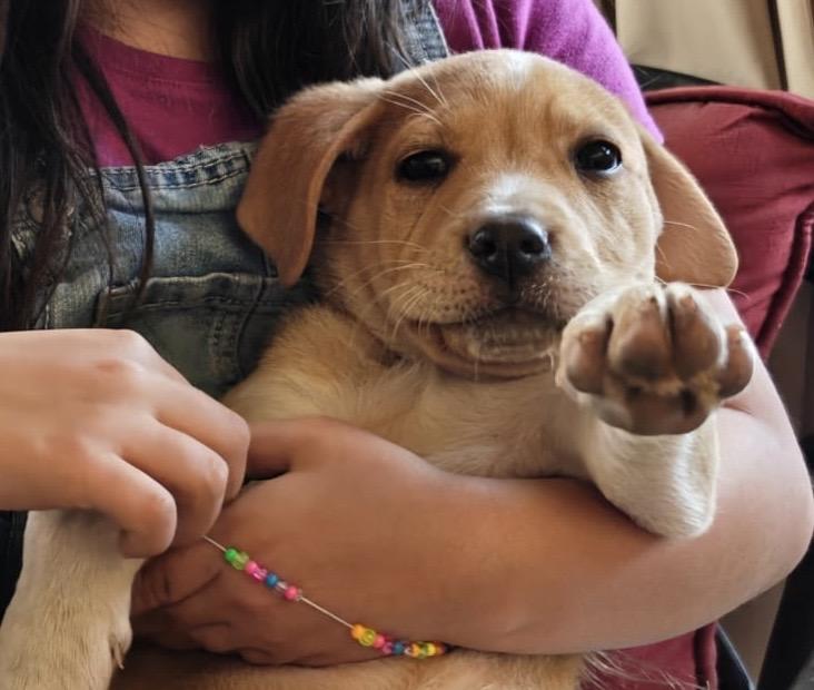 Thia, ADOPTABLE, Young Female Pit Bull Terrier.