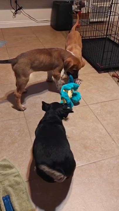 Enlarge Thia, a ADOPTABLE Pit Bull Terrier in San Diego, CA video 3/4