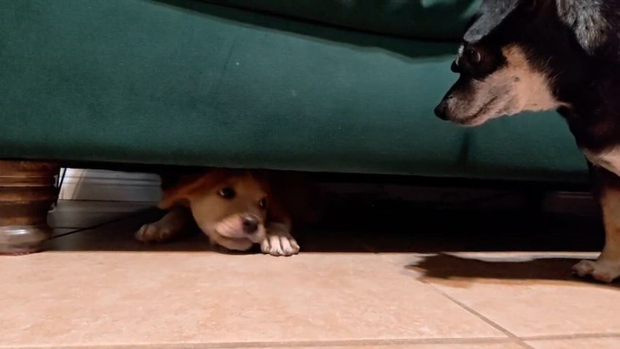 Enlarge Thia, a ADOPTABLE Pit Bull Terrier in San Diego, CA video 4/4