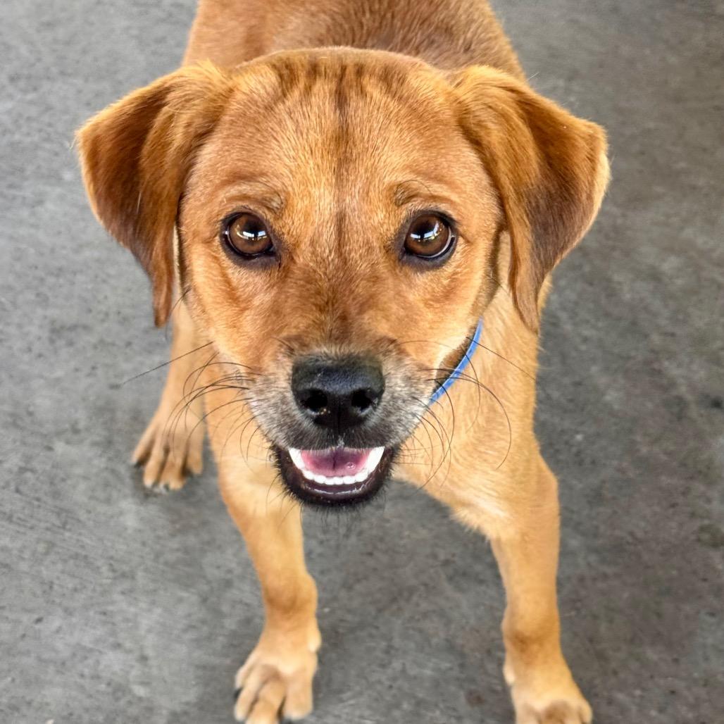 Enlarge Lionel - City of Industry Location, a Adoptable mixed breed in Chino Hills, CA image 1/3