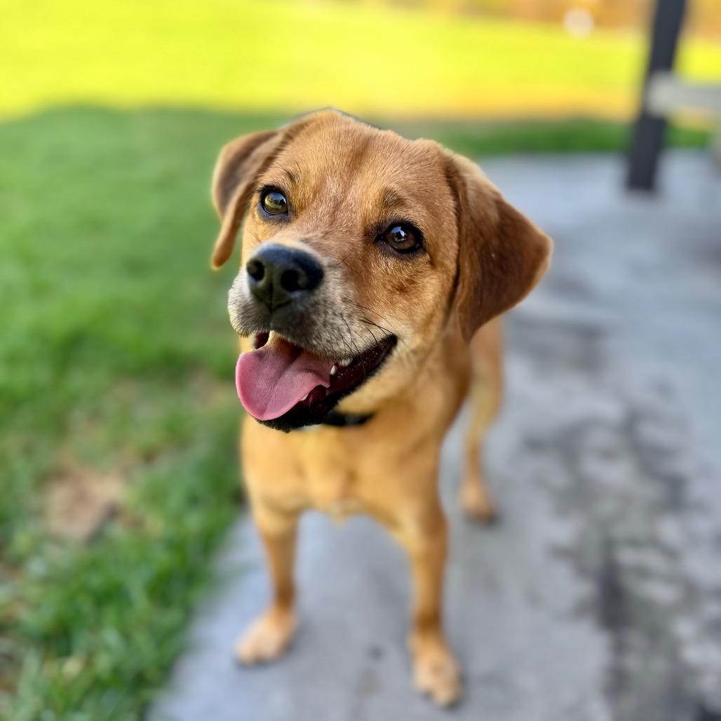 Enlarge Lionel - City of Industry Location, a Adoptable mixed breed in Chino Hills, CA image 2/3
