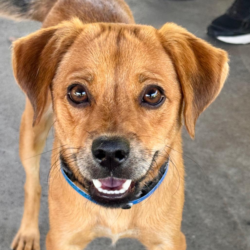 Enlarge Lionel - City of Industry Location, a Adoptable mixed breed in Chino Hills, CA image 3/3