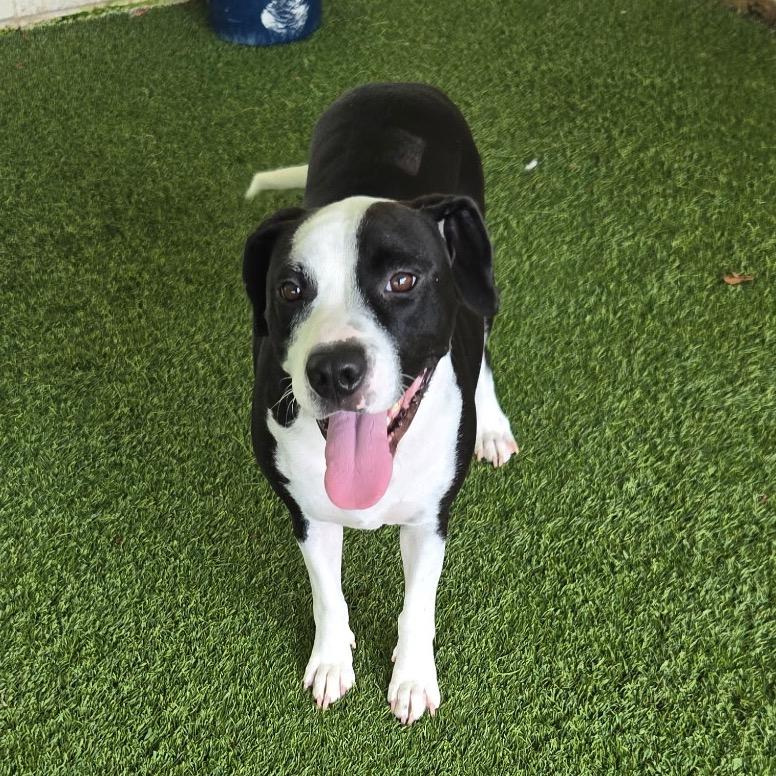 Darlin' Hope 2633 — thumbnail 2