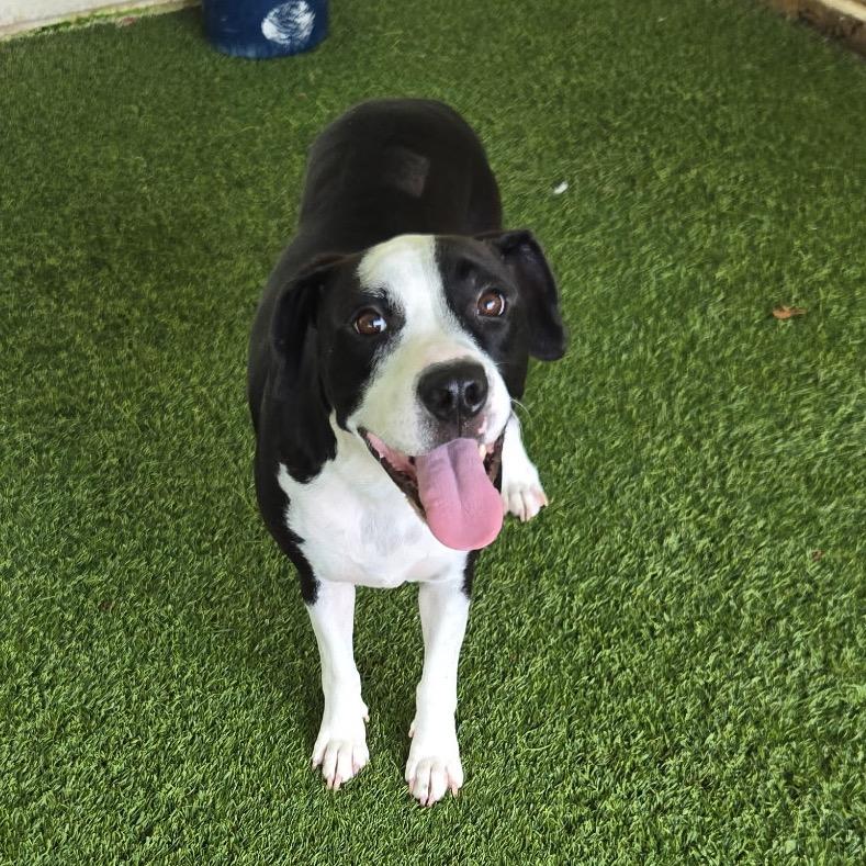 Darlin' Hope 2633 — thumbnail 3