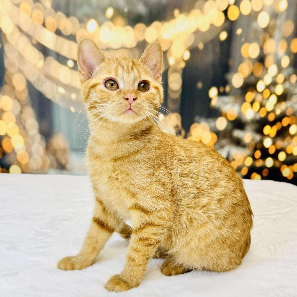 Twist — thumbnail 2