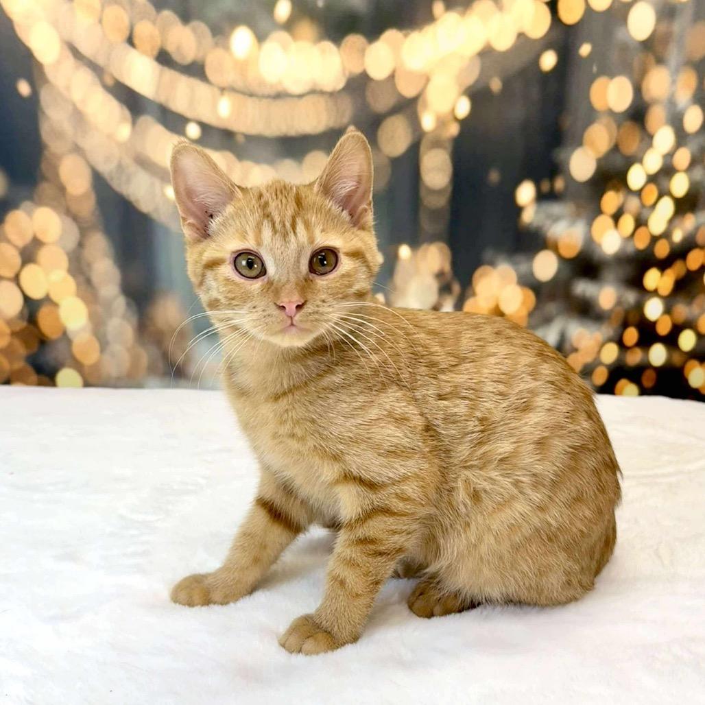 Twist — thumbnail 3