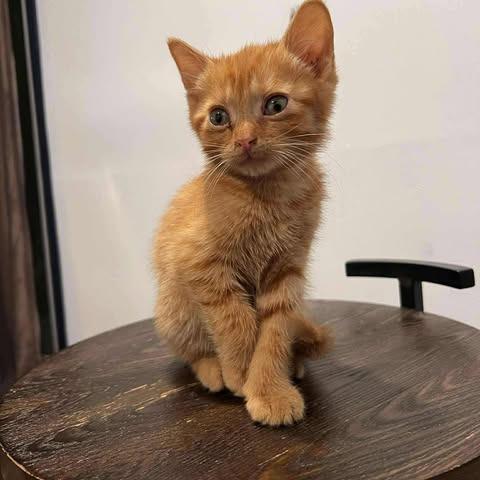 Twist — thumbnail 4