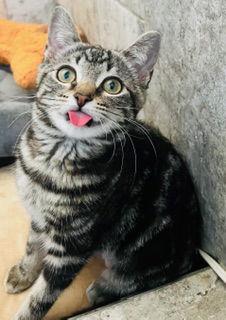 Willow, a Adoptable Domestic Short Hair in Chandler, AZ image 1/3