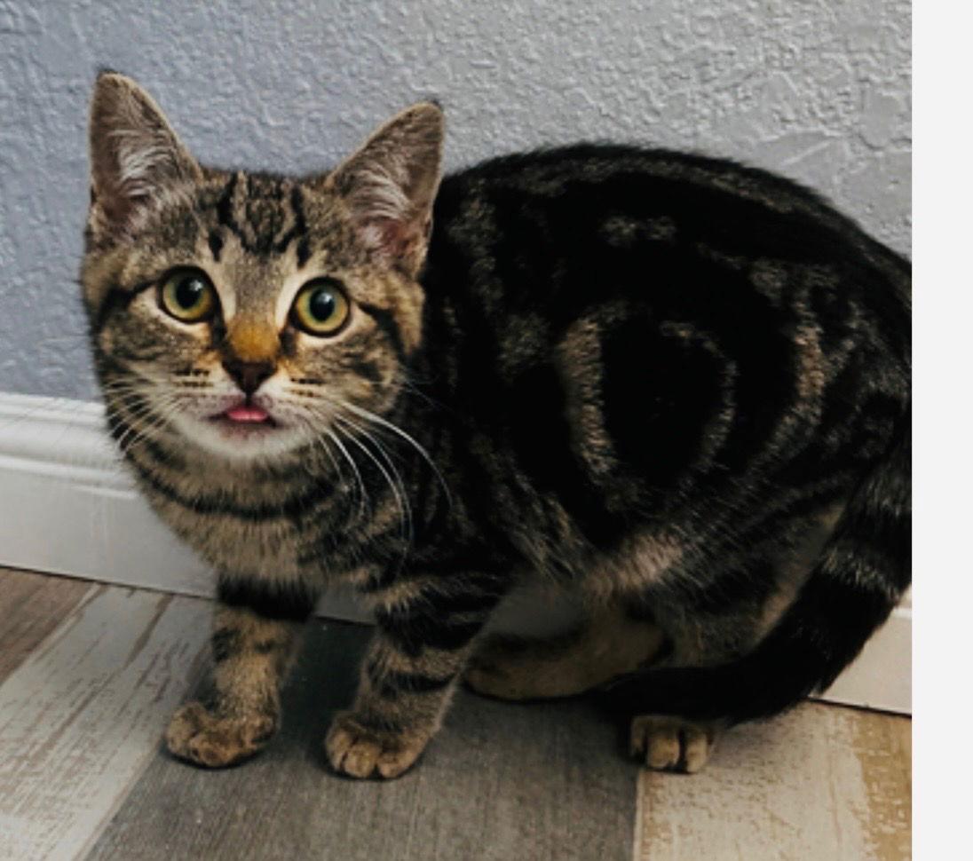 Willow, a Adoptable Domestic Short Hair in Chandler, AZ image 2/3