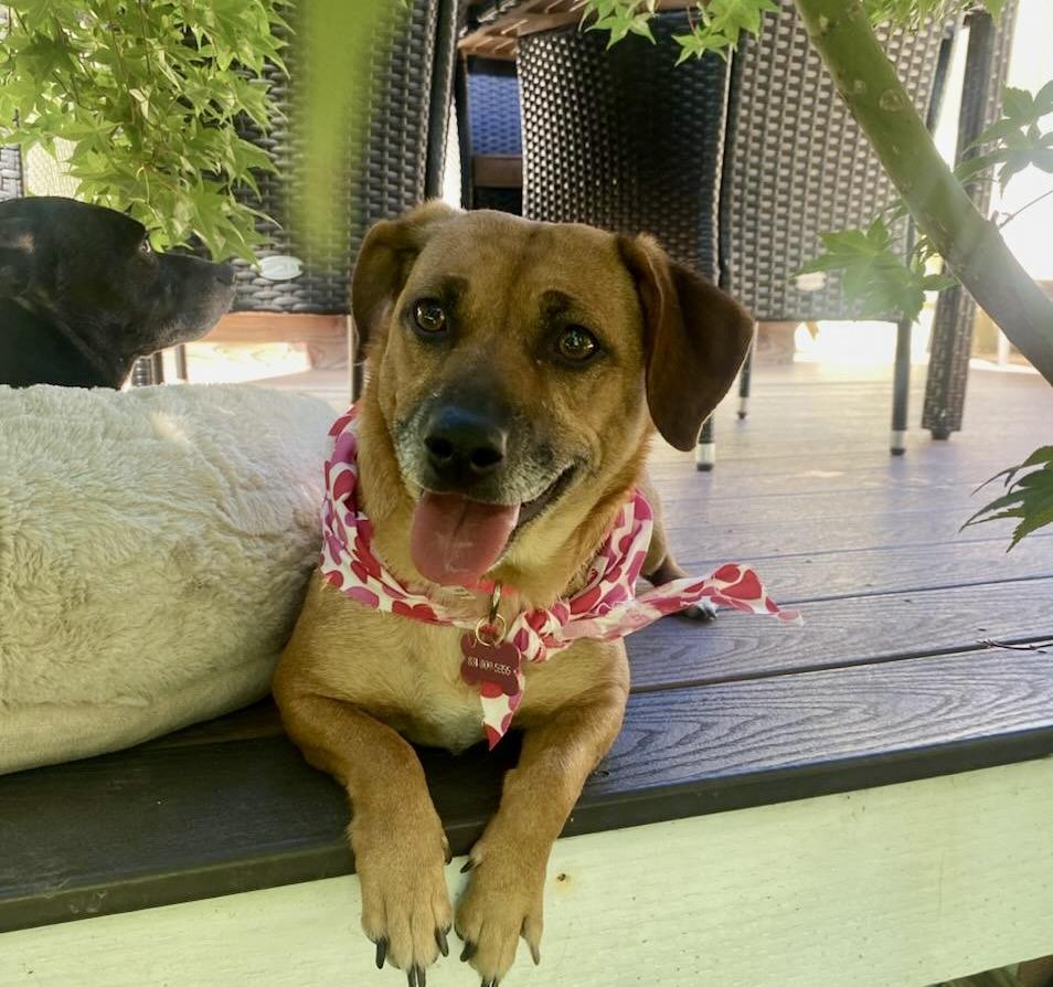 Enlarge Gigi, a Adoptable mixed breed in Walnut Creek, CA image 1/5