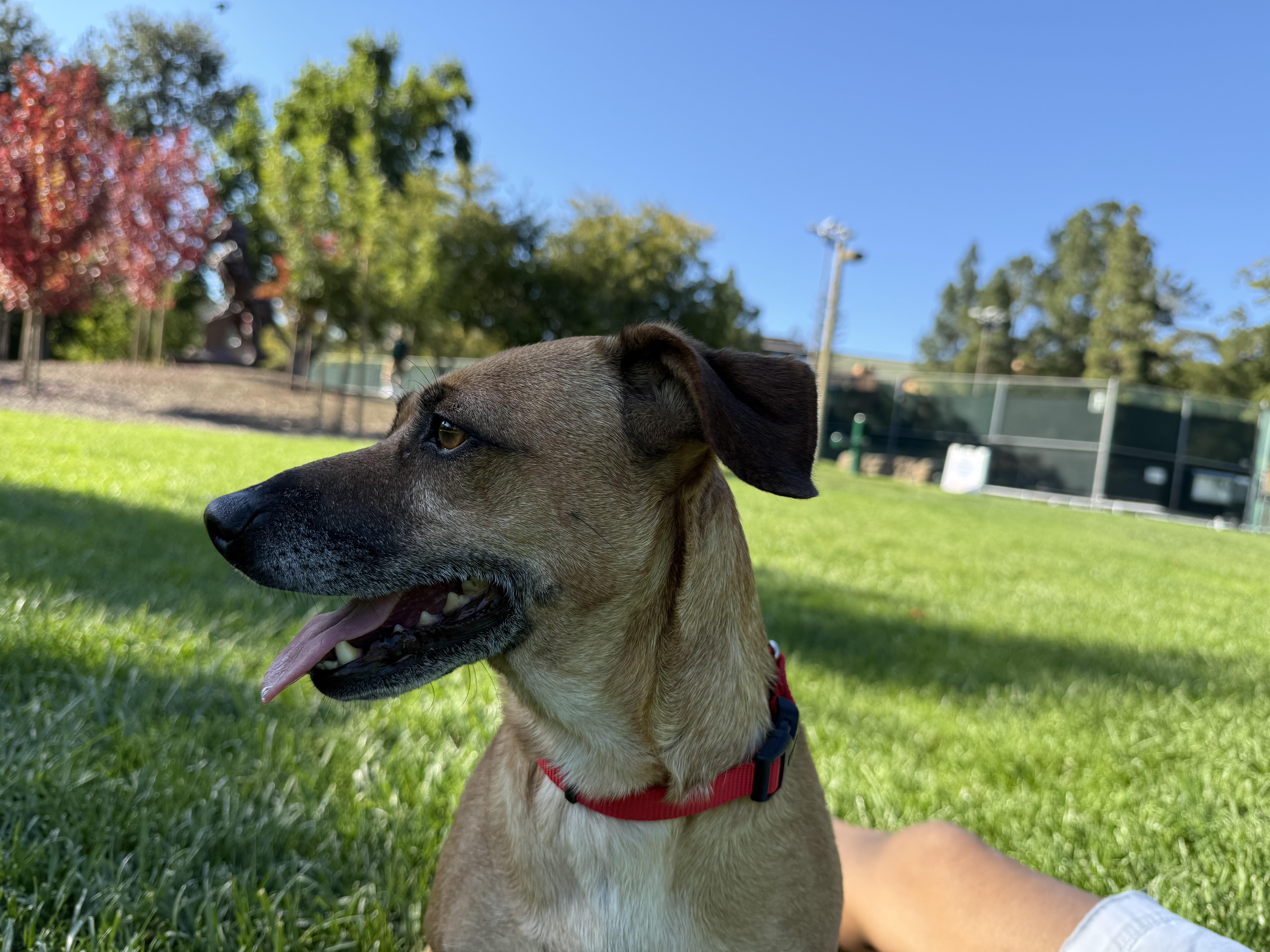 Enlarge Gigi, a Adoptable mixed breed in Walnut Creek, CA image 2/5