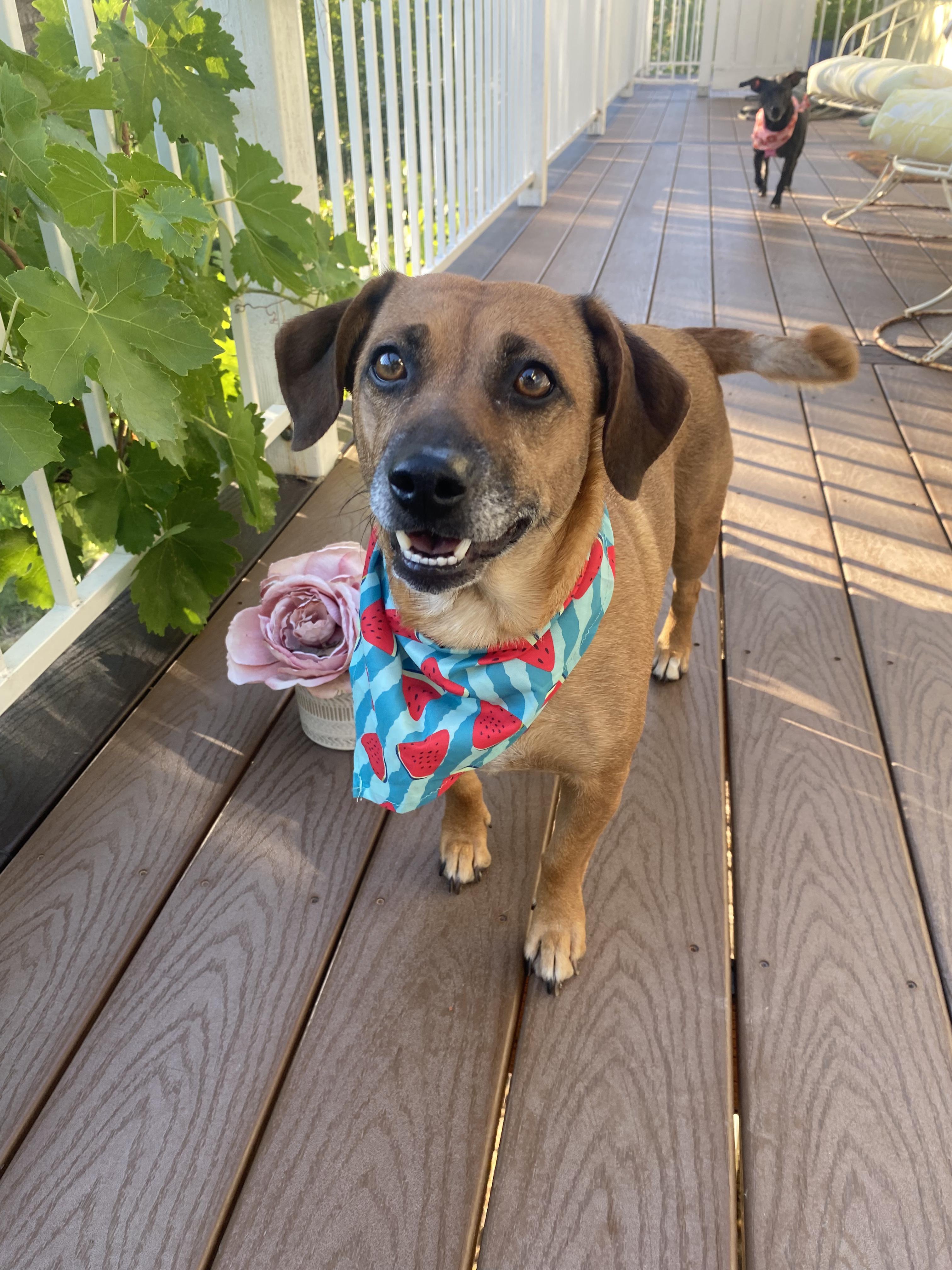 Enlarge Gigi, a Adoptable mixed breed in Walnut Creek, CA image 3/5