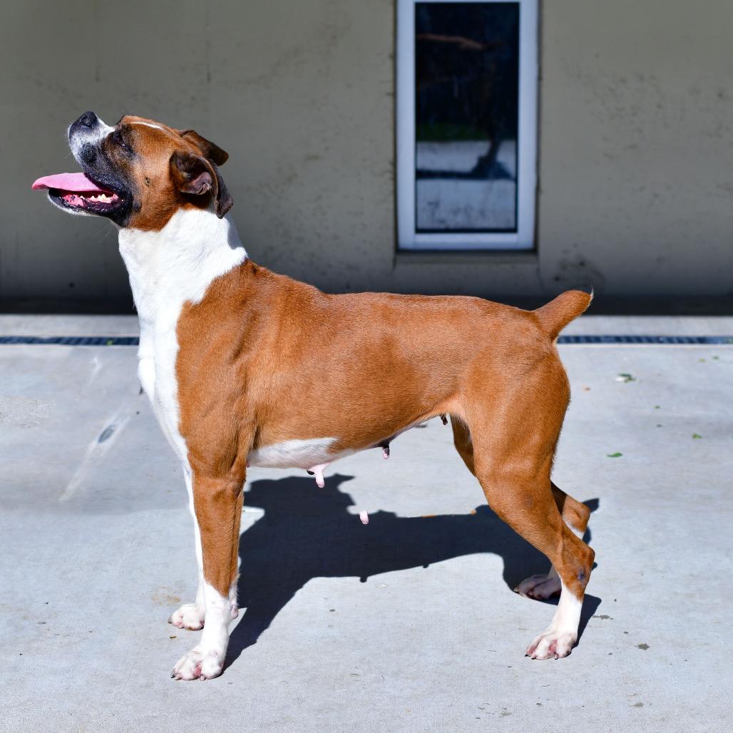 Wilma, Adoptable, Senior Female Boxer.