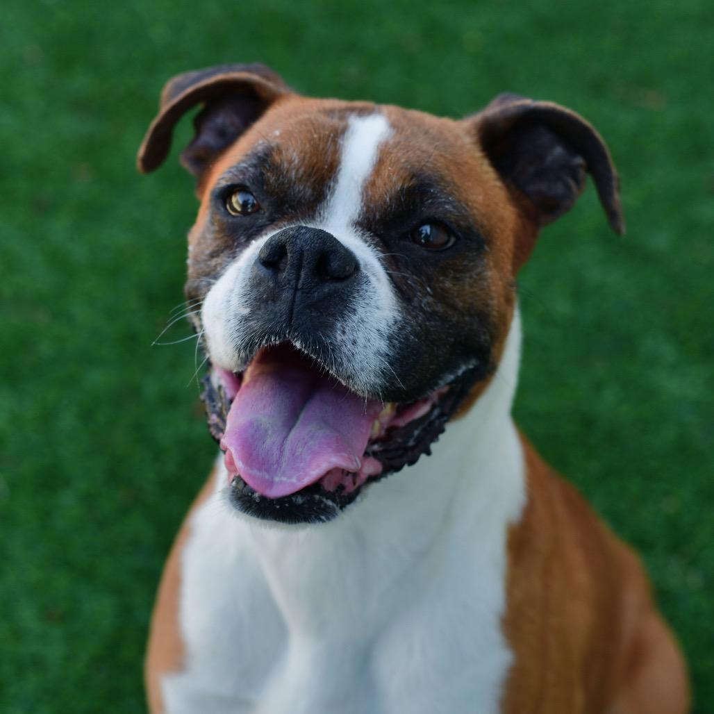 Wilma, a Adoptable Boxer in Ottawa, KS image 2/2