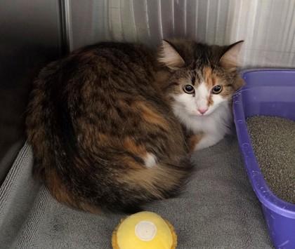 Beignet, a Adoptable mixed breed in Willmar, MN image 1/2