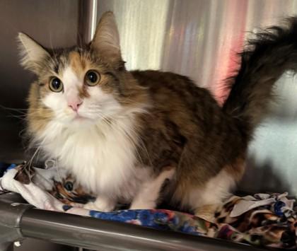 Beignet, a Adoptable mixed breed in Willmar, MN image 2/2