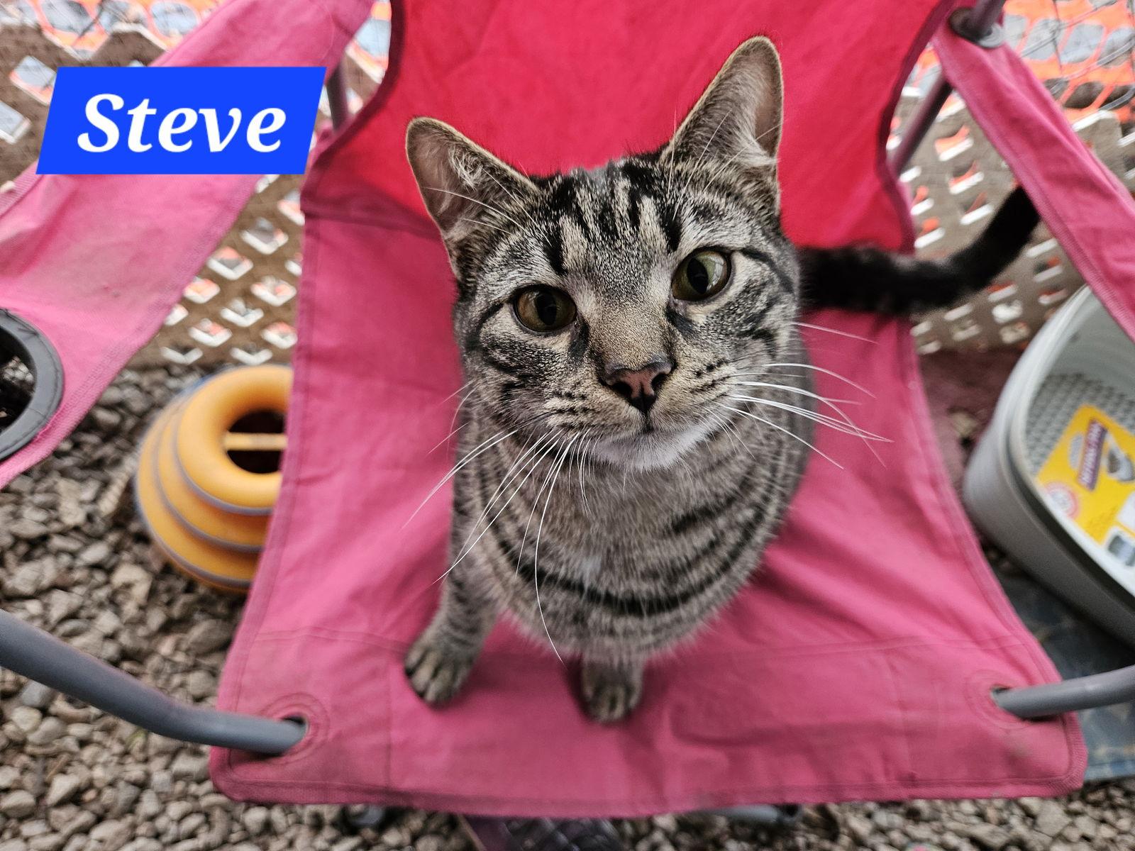 Steve Rogers - NC, a Adoptable mixed breed in Liberty, NC image 1/5