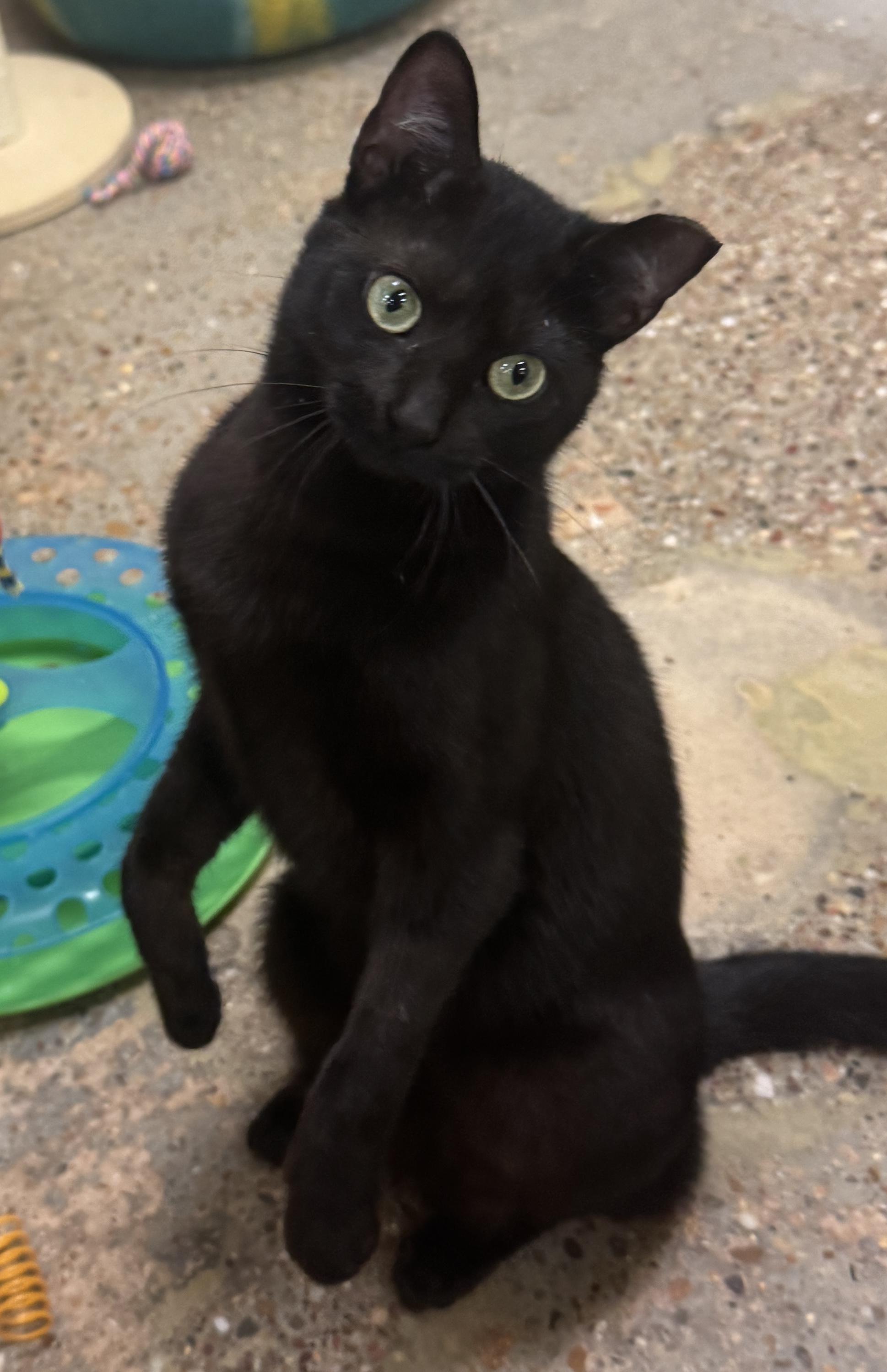 Enlarge Magic (purrs, belly rubs, & squishy balls), a Adoptable mixed breed in Houston, TX image 3/6