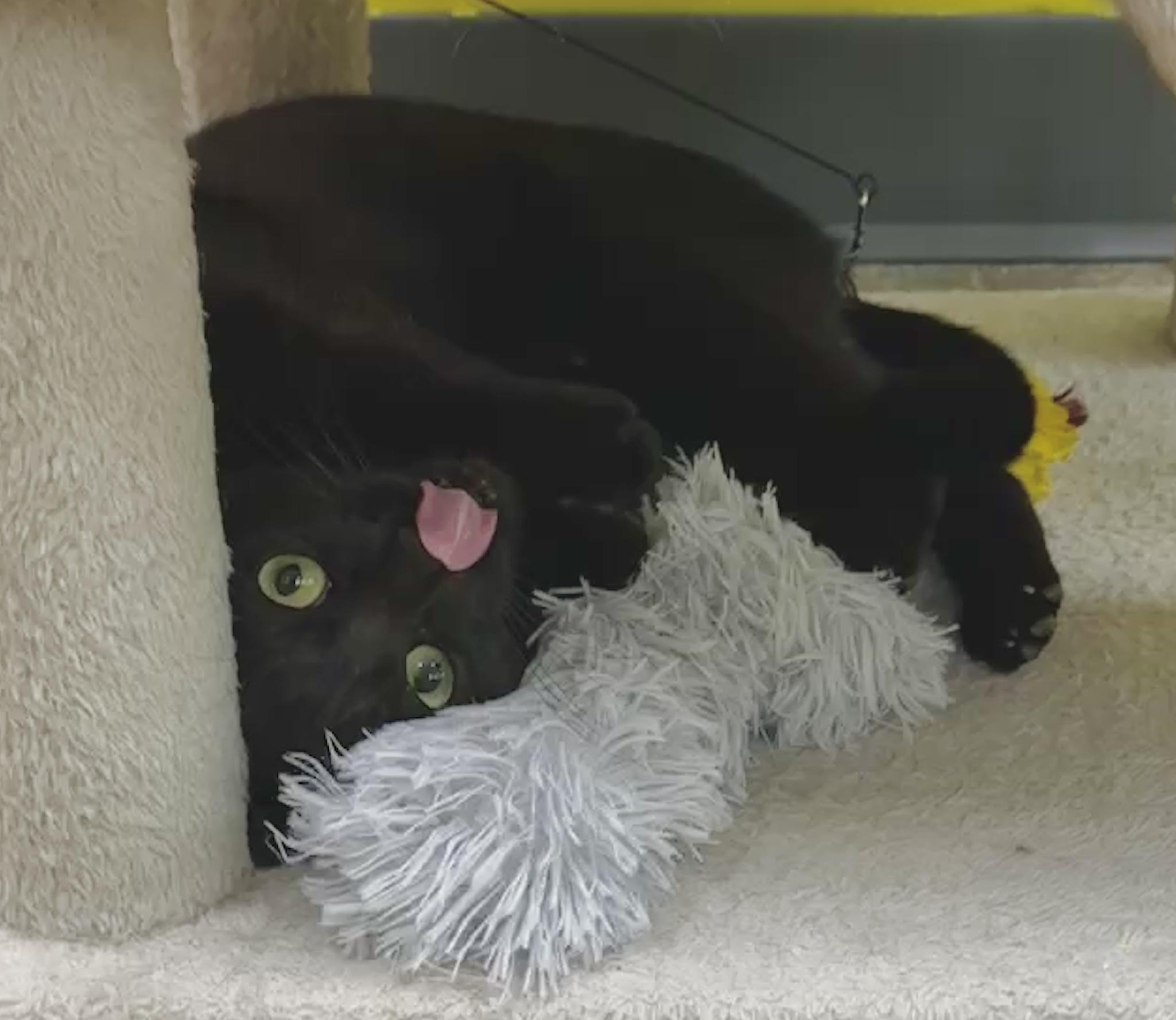Enlarge Magic (purrs, belly rubs, & squishy balls), a Adoptable mixed breed in Houston, TX image 2/6
