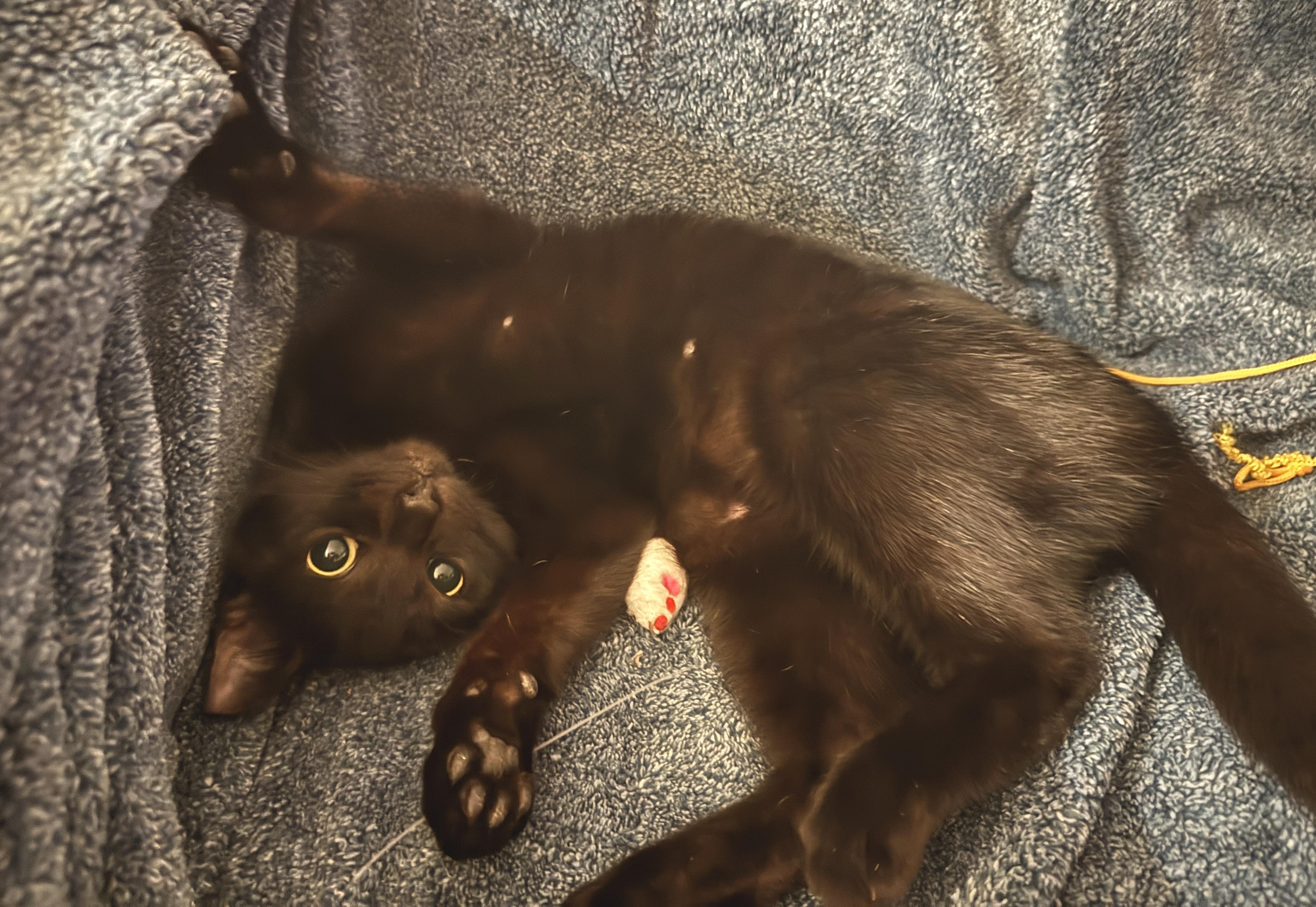 Enlarge Magic (purrs, belly rubs, & squishy balls), a Adoptable mixed breed in Houston, TX image 5/6